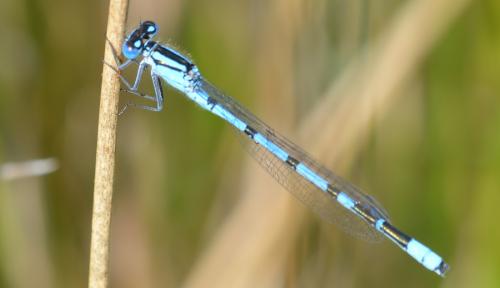 Enallagma cyathigerum